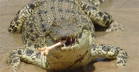 koorana crocodile farm menu.